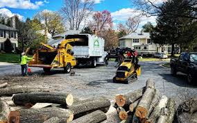 Professional Tree Removal in Lynnwood Pricedale, PA